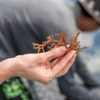 Seaweed sample. Photo: Matt Mayes. Courtesy of Julia Marsh.