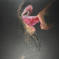 Simon Haas, Tongue/Skin, 2020.  Colored pencil on paper. 18” X 24." Courtesy of Simon Haas